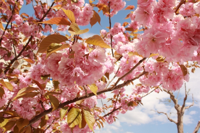 法亀寺しだれ桜